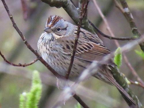Lincoln's Sparrow by California birds & other sights is licensed under CC BY-NC-ND 2.0.